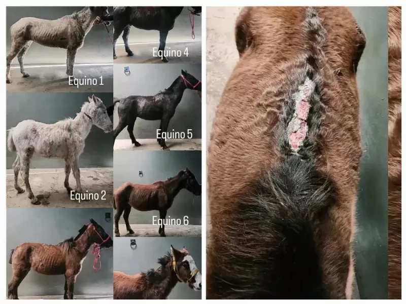 Rescataron caballos maltratados y el operativo termin&oacute; con incidentes y agresiones