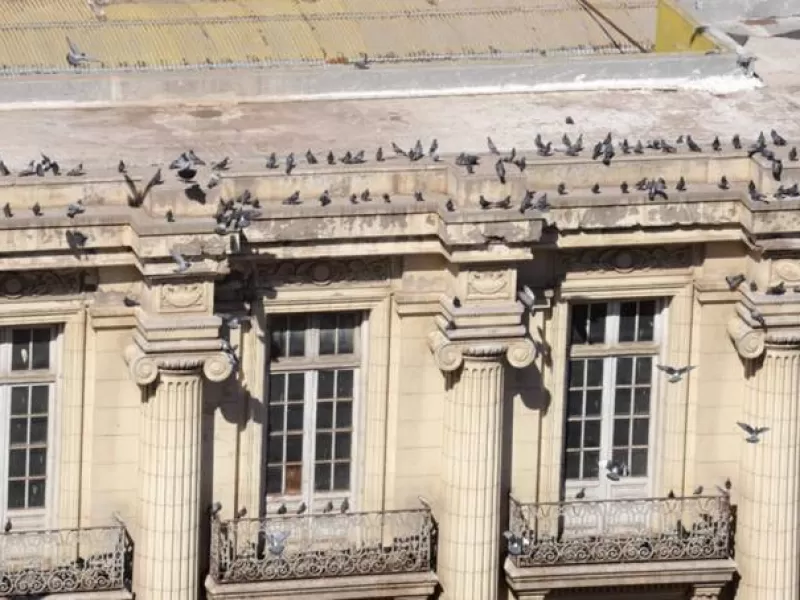 Avanza el programa municipal de control poblacional de palomas y ya se ejecuta un 30% del plan