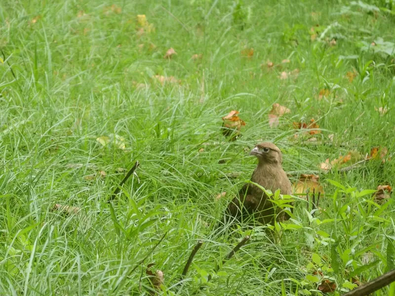 El Bioparque liber&oacute; con &eacute;xito tres ejemplares de aves rapaces aut&oacute;ctonas