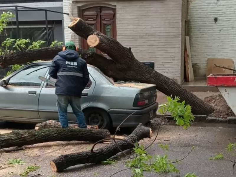 Un &aacute;rbol cay&oacute; sobre un auto estacionado en calle Dorrego y casi alcanza a dos trabajadores
