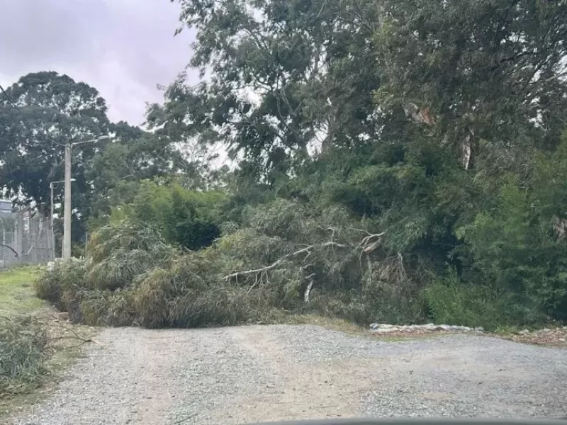 Temporal de viento: hubo cerca de 30 intervenciones y r&aacute;fagas de 72 km/h