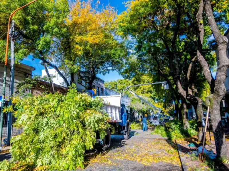 Rrefuerzan el plan de poda y capacitan a trabajadores para mejorar el mantenimiento del arbolado