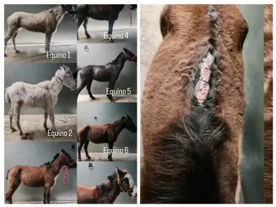 Rescataron caballos maltratados y el operativo termin&oacute; con incidentes y agresiones