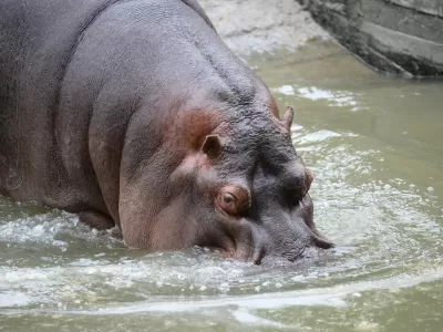 Fallecimiento de Hip&oacute;lito, el hipop&oacute;tamo del Bioparque