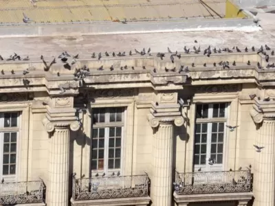 Avanza el programa municipal de control poblacional de palomas y ya se ejecuta un 30% del plan