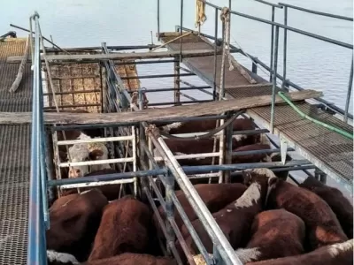 Efecto El Ni&ntilde;o: Por el temor a la crecida, retiraron la mayor parte del ganado en las islas