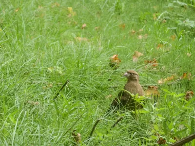 El Bioparque liber&oacute; con &eacute;xito tres ejemplares de aves rapaces aut&oacute;ctonas
