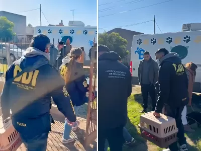 Se rescataron a 17 animales de un criadero de perros ilegal