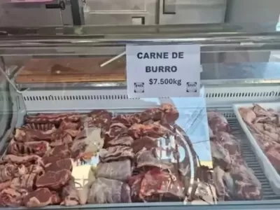 Trelew: furor por la carne de burro, m&aacute;s barata que la vacuna y con alta demanda