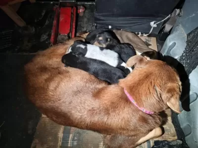 Notable despliegue de los equipos de emergencia para rescatar a una perra y sus ocho cachorros