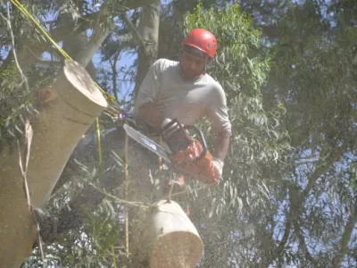 Recuerdan que la poda del arbolado p&uacute;blico requiere autorizaci&oacute;n municipal